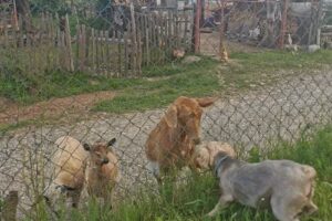 casa veche corbeni bucsenesti