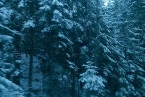 Casa Vinatoare Ocolul Silvic Moldovita