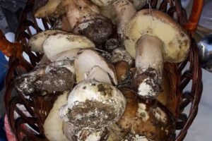 Casuta Bunicilor Breb