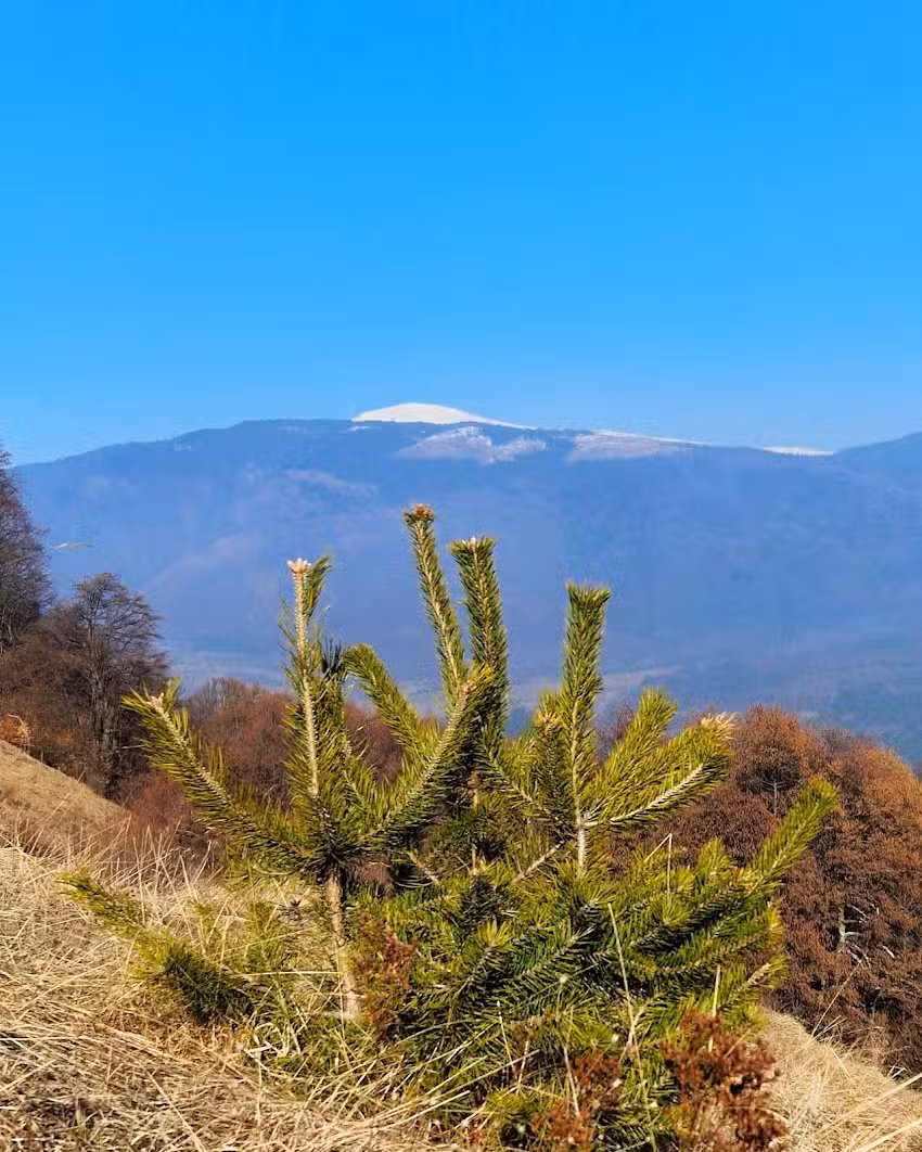 Casuta Bunicilor Corbii de Piatra