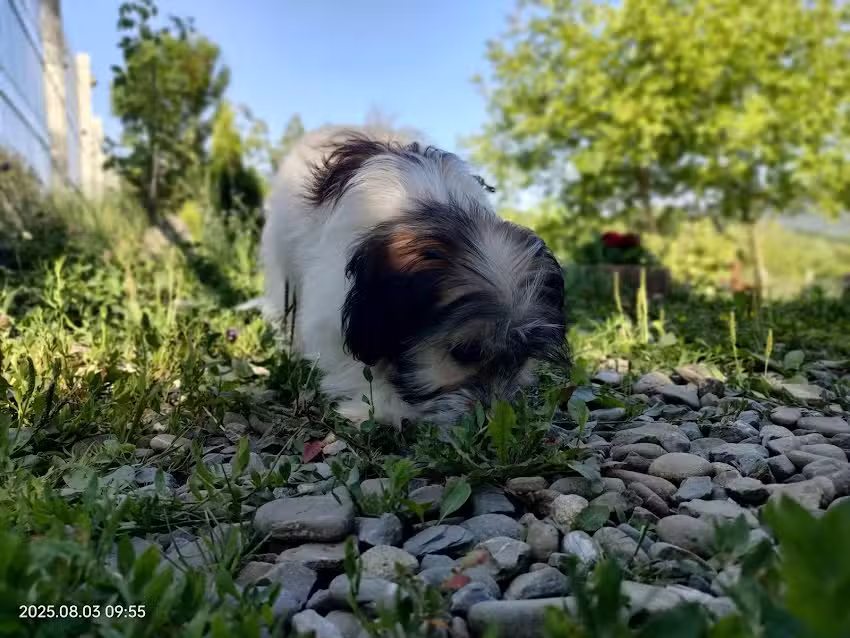 Căsuța din livadă