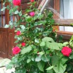 Căsuța din livadă