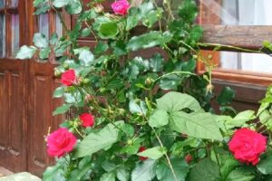 Căsuța din livadă