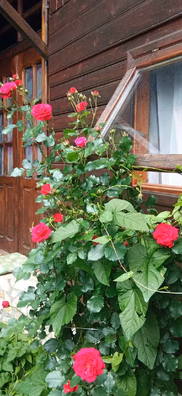 Căsuța din livadă