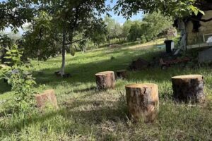 Căsuța din Poiană