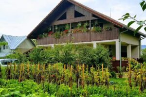 Casuta dintre salcii