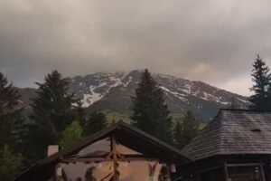 Casuta floarea reginei