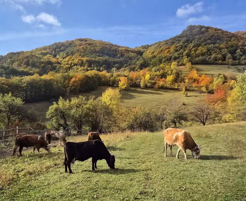 Căsuța lui nea Talpeș