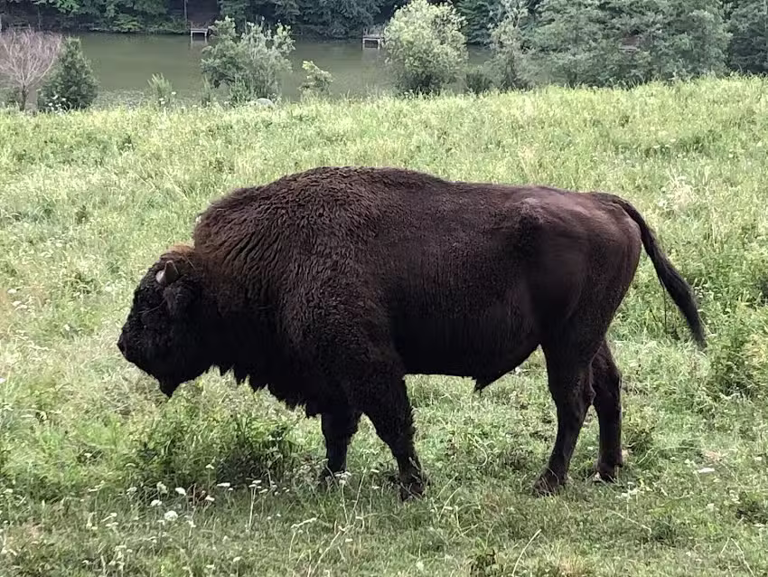 Căsuțe A Frame Hardic