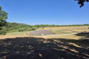 Căsuțele cu Lavandă