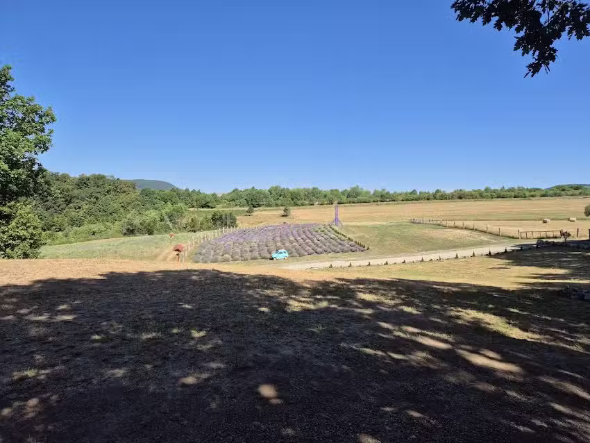 Căsuțele cu Lavandă