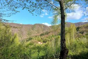 cazare Boga – Padiș