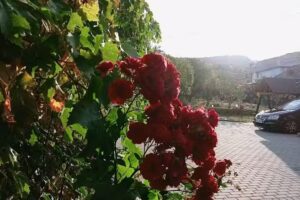 Cazare Curtea de Arges – Victoriei 35B