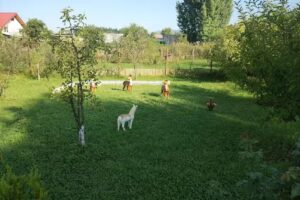 Cazare Erisia: cazare Horezu