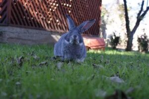 Cazare Pensiunea Criveanu Horezu