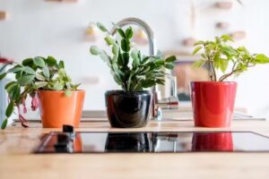 Central Cluj Apartments