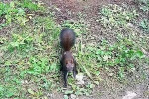 Dávid-Lak Büdösfürdő