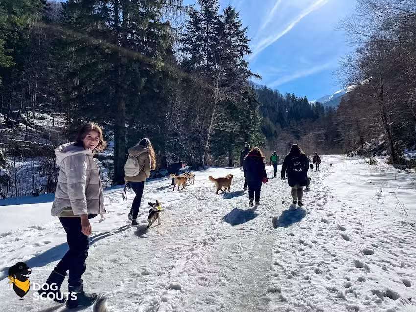 Dog Scouts Inn – Cazare Super Pet Friendly