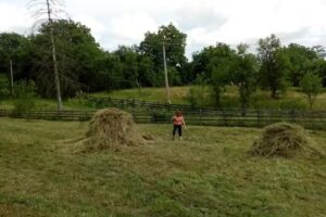 Enlaka Dancs Vendeghazak