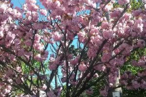 Felix Residence Costinesti