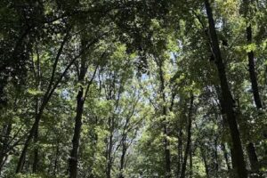 Forest Whisper by Aze Bucharest