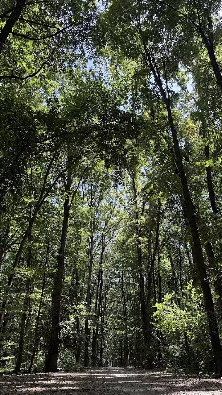 Forest Whisper by Aze Bucharest