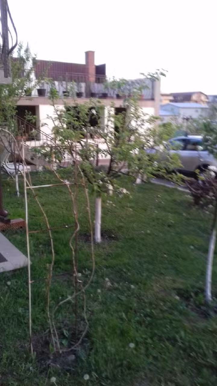 GEMENII