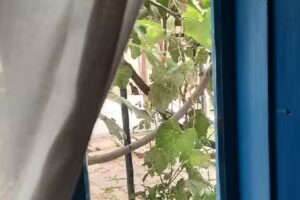 Gospodăria Lipovenească Jurilovca