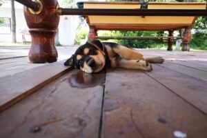 Happy Village Costinesti