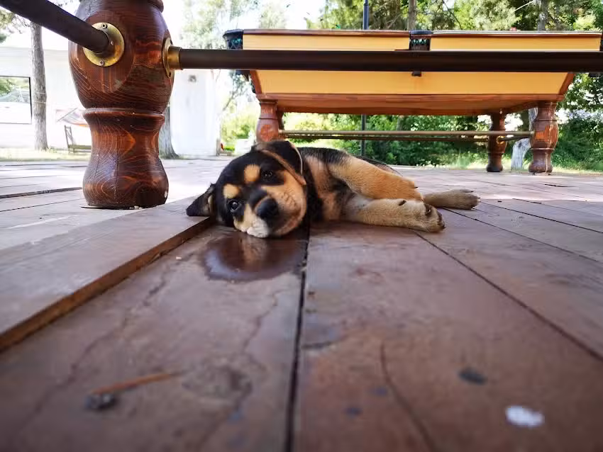 Happy Village Costinesti