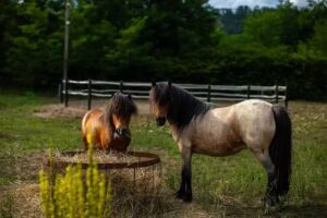 HODINA – Holiday house Rentals