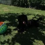 La Căsuțe – Dunavăț