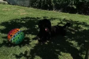 La Căsuțe – Dunavăț