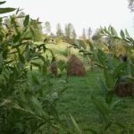 La Maria lui Silimon