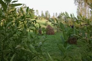 La Maria lui Silimon