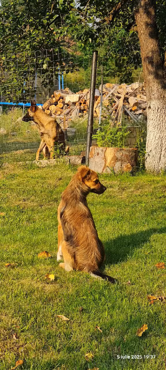 La Monica – Cazare Straja, Lupeni, Retezat