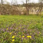 Lavender Garden Camping
