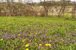 Lavender Garden Camping