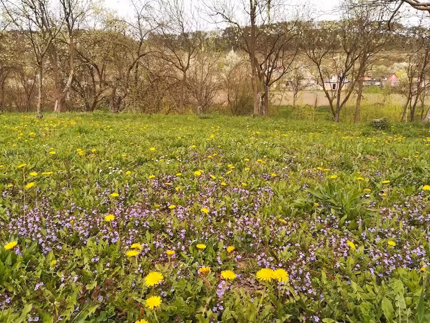 Lavender Garden Camping