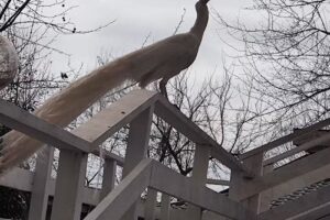 Lebada Luxury Resort & Spa Marina