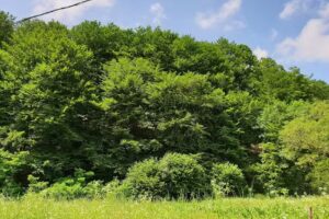 Moara Din Padure- Valeni- Cristolț- judet Salaj