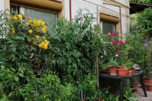 MON AMI SARATA MONTEORU BUZAU