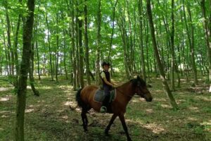 Nagy Homoródmenti TÁLTOS Lovasudvar