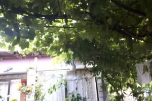 Nea Ion Camping și Cazare