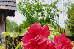 Old Transylvanian House