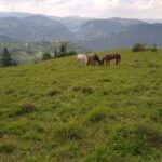 Oxygen Arena Resort S.R.L.