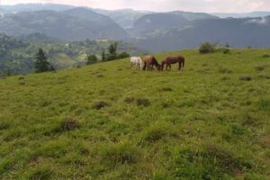 Oxygen Arena Resort S.R.L.