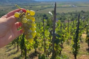 Pensiune Agroturistica Bodo Camp