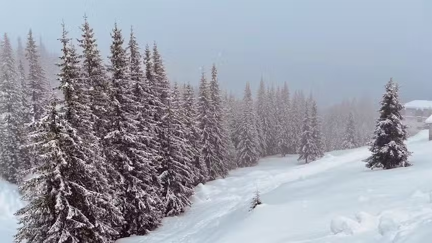 Pensiune/Restaurant Bella Vista