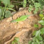 Pensiunea Agroturistica Casa Palade